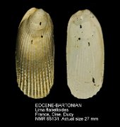 EOCENE-BARTONIAN Lima flabelloides